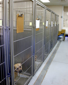 Services – Brandywine Veterinary Hospital Services – Brandywine Veterinary Hospital